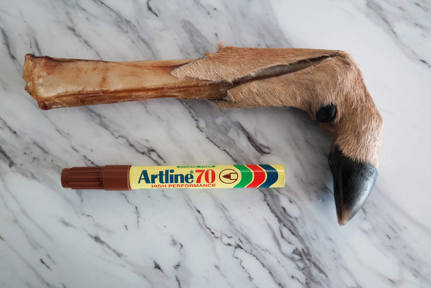 Dried Deer Trotter